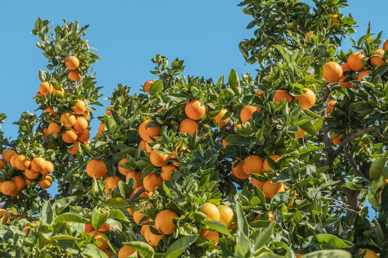 فصل برداشت نارنگی ژاپنی مازندران؛ چه زمانی نوبرانه شیرین بخریم؟